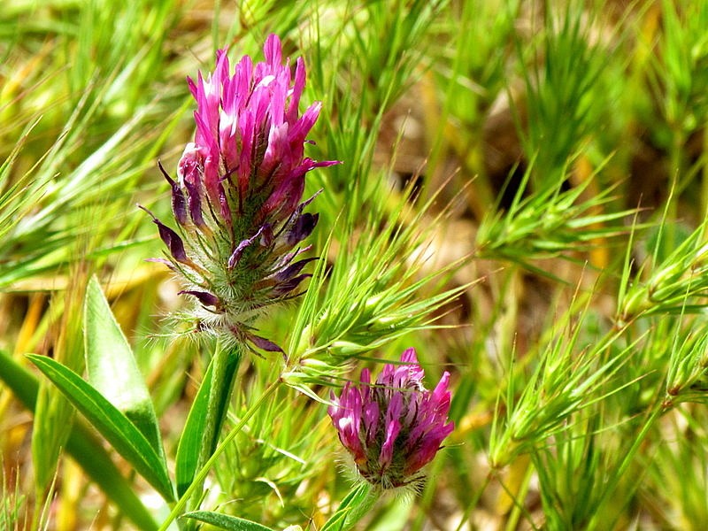 Дико растущий. Trifolium purpureum. Дикорос цветок. Дикоросы полевые. Дикорастущие растения Волгоградской области.